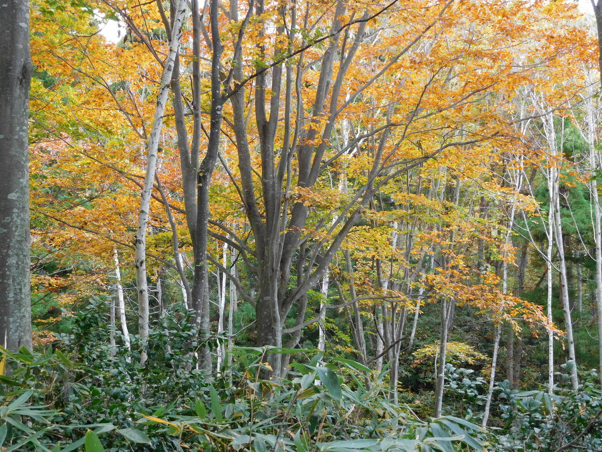 Madarao Elm Pension Iiyama Exteriör bild
